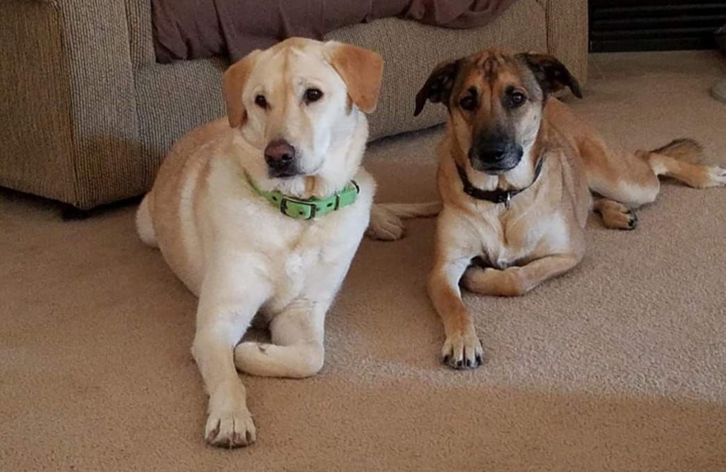 Readers pet photos